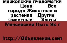  майкопские пчеломатки F-1  › Цена ­ 800 - Все города Животные и растения » Другие животные   . Ханты-Мансийский,Пыть-Ях г.